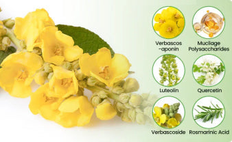 💖🫁🇺🇸✅Official Store: CareBreeze® Botanical Mullein Lung Cleanse Diffuser（👨‍⚕️Directly acts on COPD, asthma, chronic bronchitis (CB), respiratory infections, lung cancer, sinusitis, and other conditions）